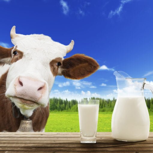 Protein nutrition for body transformation at Roar Fitness London